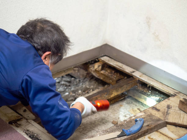 Best Black Mold Removal  in Baywood, NY