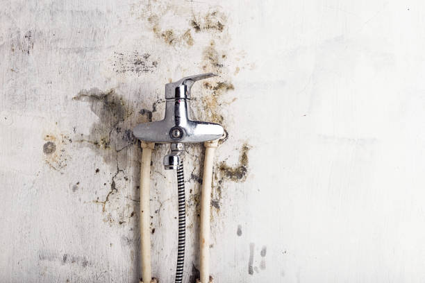 Best Affordable Mold Removal  in Baywood, NY