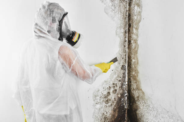 Best Mold Removal and Inspection  in Baywood, NY