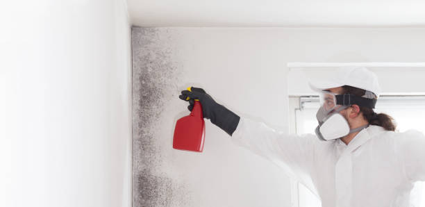 Mold Testing and Removal in Baywood, NY