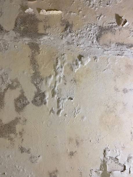 Mold Removal and Inspection in Baywood, NY