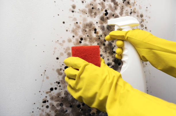 Best Mold Removal Process  in Baywood, NY