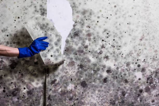 Best Mold Remediation Experts  in Baywood, NY