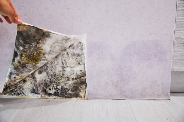 Best Emergency Mold Removal  in Baywood, NY